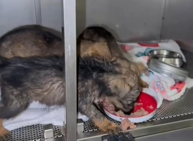 Porzucone szczeniaki w pudełku znalezione w środku lasu