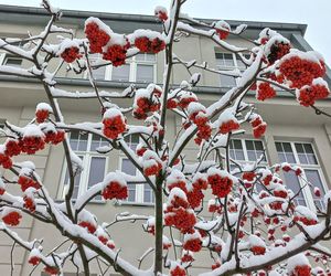 Leszno wygląda bajkowo! Na walentynki sypnęło śniegiem