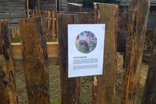 Będzińska Szopka Bożonarodzeniowa