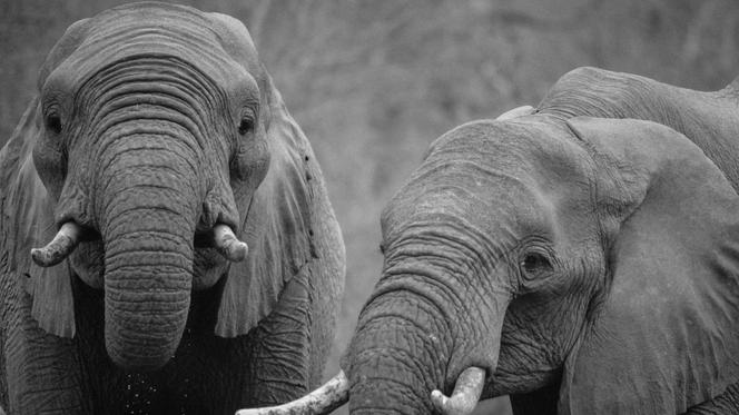 Sri Lanka słonie umierają z powodu zatrucia! Zmarło już 20. Powód może szokować
