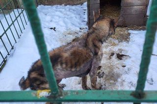 Pamiętacie Figę? Skrajnie zaniedbana suczka nie wróci do swoich właścicieli