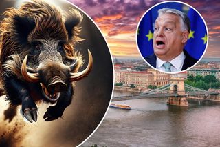 Dziki najechały Orbana! Stado dokazuje pośrodku Budapesztu