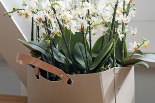 Storczyki na prezent