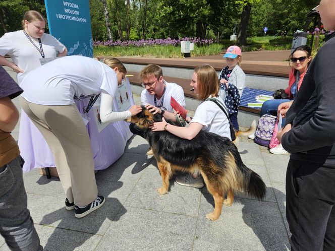 Festiwal Przyjaciół Zwierząt w Olsztynie. Park Centralny opanowały radosne pieski