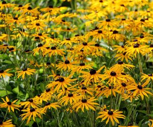 Rudbekia błyskotliwa ''Little Goldstar'