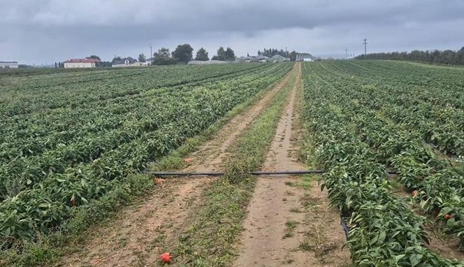 Rolnik rozdają paprykę za darmo! Ceny na skupie to dramat