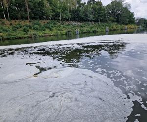 Złota alga zaatakowała Kanał Gliwicki we wrześniu 2025 roku