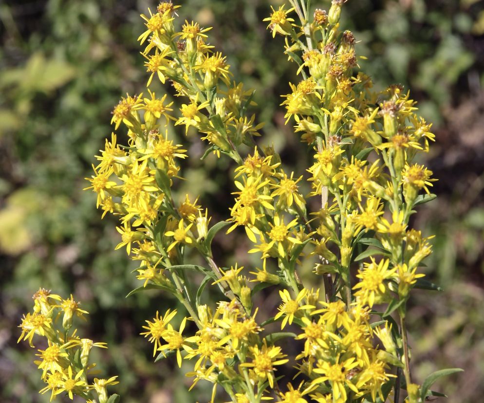 Nawłoć pospolita - Solidago virgaurea