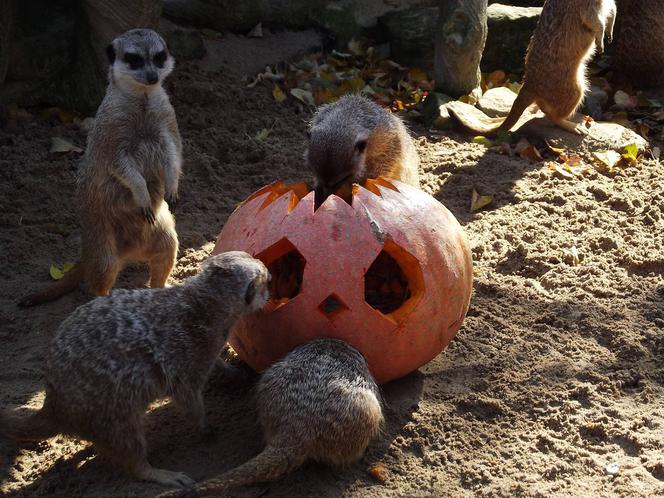 Halloween w łódzkim zoo