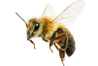 Pszczoły się nie mylą: Będzie słoneczny wrzesień i łagodna zima