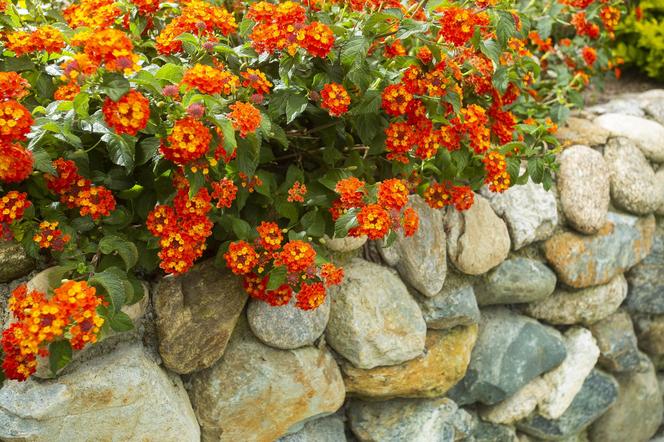 Lantana pospolita