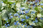 Brunnera wielkolistna