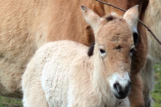 Mały konik Przewalskiego w Warszawskim ZOO