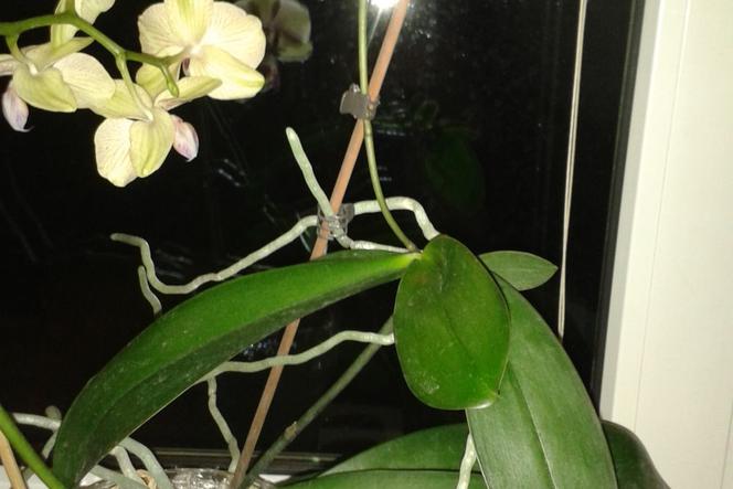 Keiki storczyka Pahalaenopsis - jak odciąć i posadzić