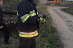 Strażacy z OSP Dąbrowa Chełmińska uratowali małego liska, który wpadł do studzienki! [ZDJĘCIA]