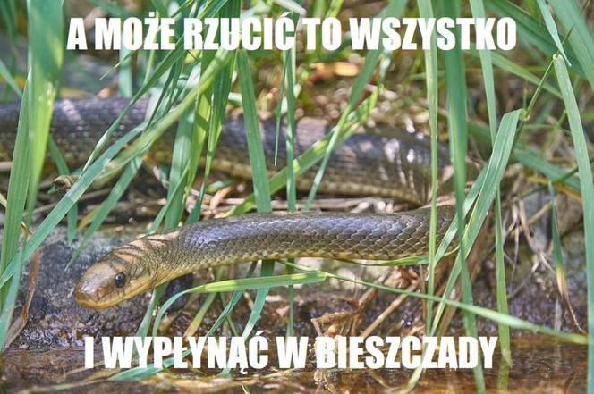 PYTON W MEMACH