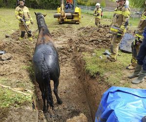 Strzyżów. Koń w dole