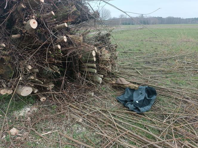 Horror na Mazowszu, potężna wierzba runęła na braci! Jeden stracił zęby, drugi życie