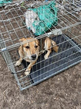 Makabra pod Płockiem! "Z głodu zjadały same siebie, spały w dywanie z odchodów" [ZDJĘCIA]