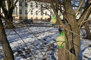 Uczniowie szkoły Braille'a zostawili w parku kule do jedzenia. To prezent dla ptaków [AUDIO]