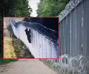Niedźwiedź próbował sforsować zaporę na granicy Litwy z Białorusią. Zobacz nagranie