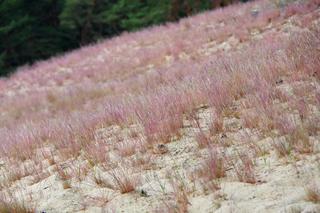 Leśna Ścieżka Dydaktyczna Orzechowska Wydma