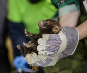 Najsłodsze trojaczki w Łodzi! W zoo urodziły się pieski leśne