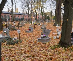 To prawdopodobnie najstarsza aleja drzew w Olsztynie. Znajduje się na cmentarzu [ZDJĘCIA]