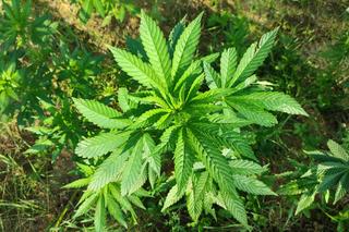 Konopie indyjskie przy torach kolejowych