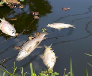 Martwe ryby w Jeziorze Paprocańskim. Sprawę bada Wojewódzki Inspektorat Ochrony Środowiska w Katowicach