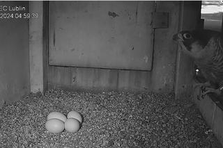 Intrygi, romans, walka, wielkie powroty i jaja. O tej ptasiej telenoweli z Lublina mówi cała Polska