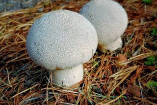 Grzybobranie Leśne Wojaże 