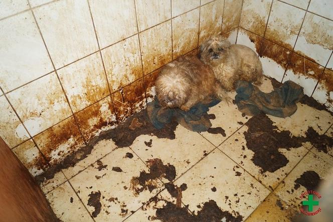 Pseudohodowla w Dobrczu. Tak wyglądało piekło zwierząt!