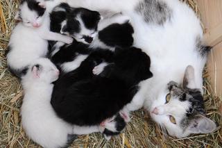  Siedem czarno-białych kociaków czeka na adopcję
