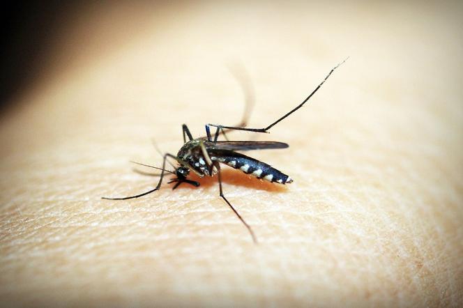 Gorzów komar1
