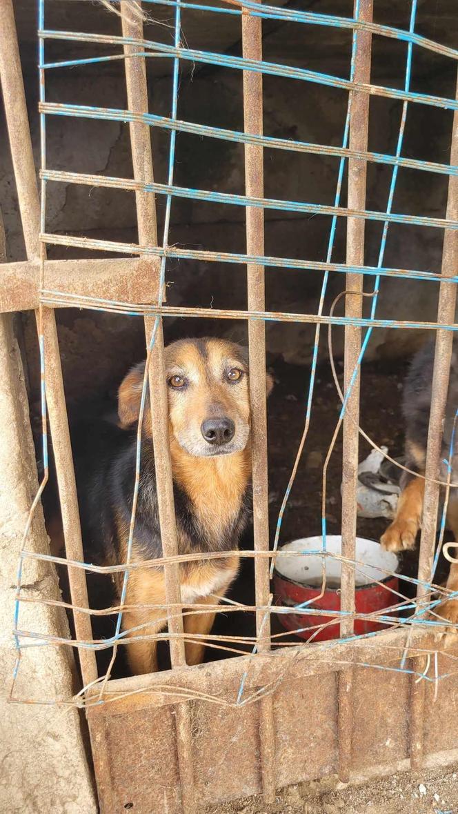 Pet Patrol Rybnik pojechał do Żor. "Czym zawiniły te dwie niewinne istoty?"