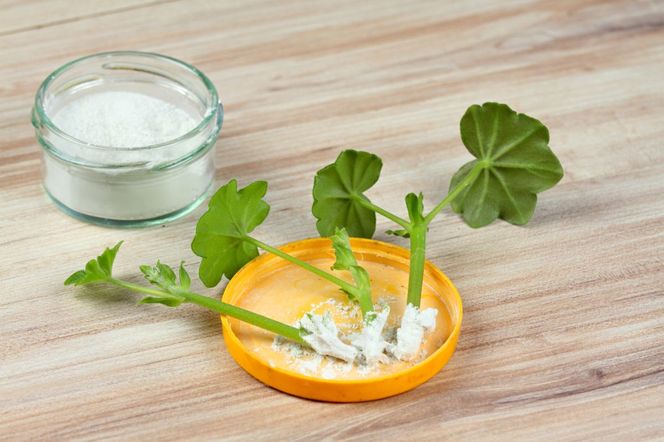 Ukorzeniacz do roślin