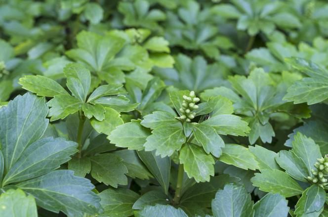 Runianka japońska - Pachysandra terminalis