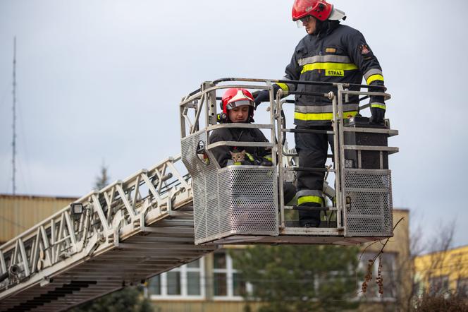 Kot fajtłapa wezwał strażaków.