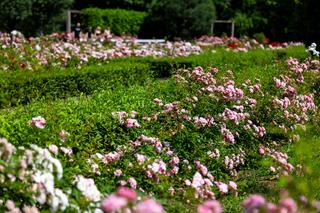 Różanka w Parku Skaryszewskim w Warszawie