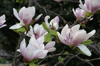 Szlak Magnolii w Cieszynie to największa atrakcja wczesnej wiosny