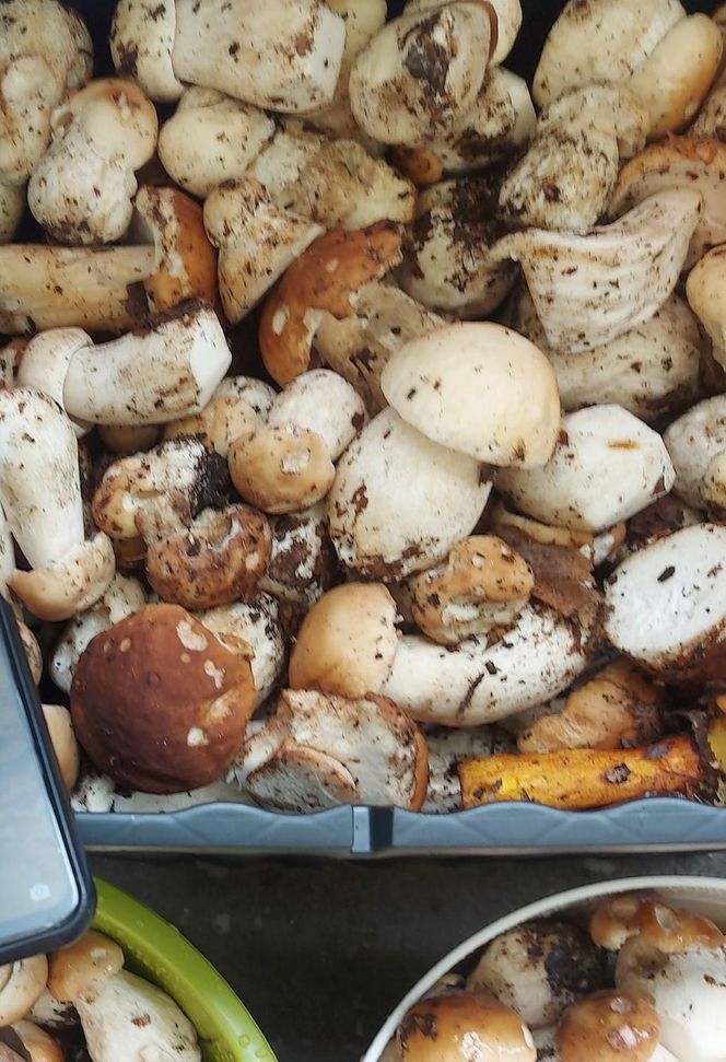 Grzyby w świętokrzyskim
