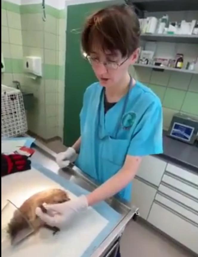 Jeżyk uczulony na sianko