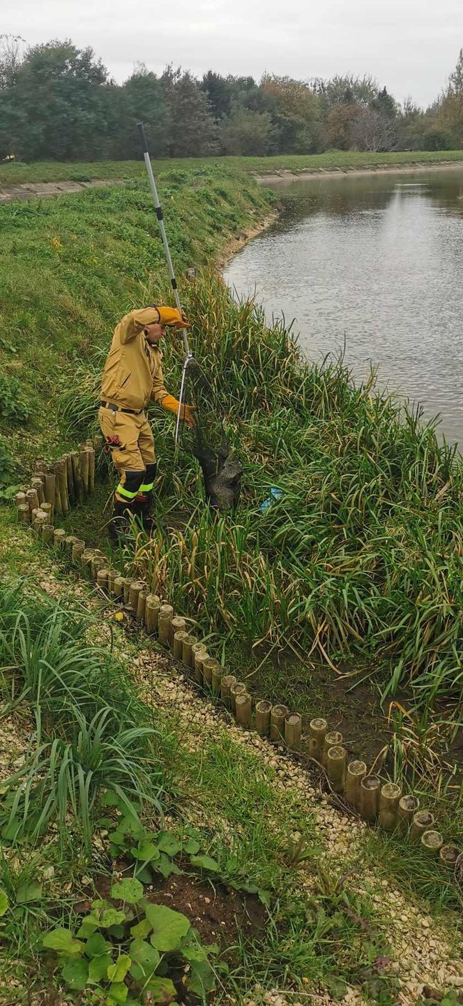 Nutrie w Rybniku są już odławiane