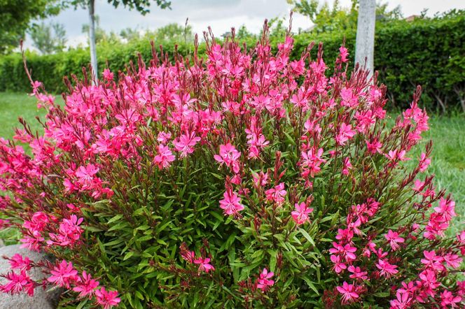 Gaura