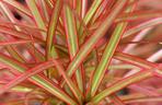 Dracena obrzeżona, Dracena marginata