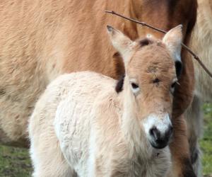 Mały konik Przewalskiego w Warszawskim ZOO