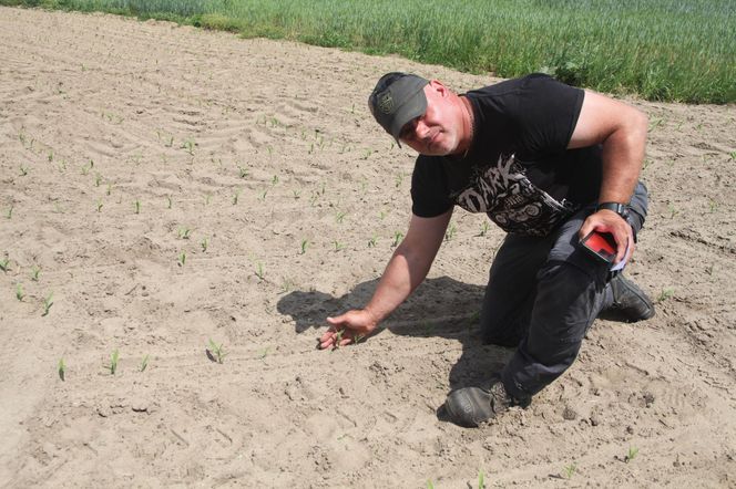 Żurawie zjadły mi kukurydzę