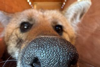 Wilki grzywiaste w warszawskim ZOO