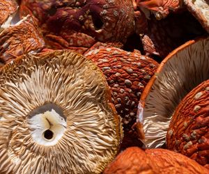 Czy muchomor czerwony jest jadalny? Dlaczego niektórzy jadają Amanita Muscaria?